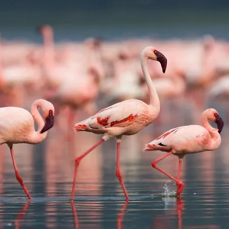 Ca' Savio Terramare Apartment *